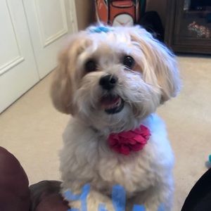 Meet your Posher, Rose